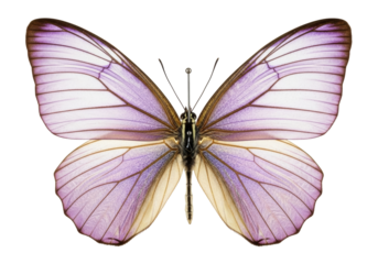 A large entomological specimen butterfly with pinned pale violet translucent wings and shimmering silver veins on a transparent background, soft studio light. Concept of delicate biological study