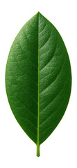 Obraz premium Rhododendron leaf with a broad, elliptical shape and a leathery surface