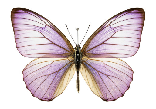 A large entomological specimen butterfly with pinned pale violet translucent wings and shimmering silver veins on a transparent background, soft studio light. Concept of delicate biological study