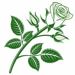 rose vector illustration