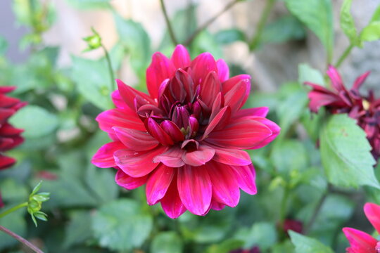 Close up of a single red dahlia in a garden