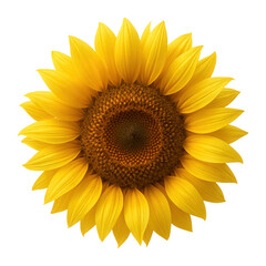 Fototapeta premium Yellow sunflower with large head