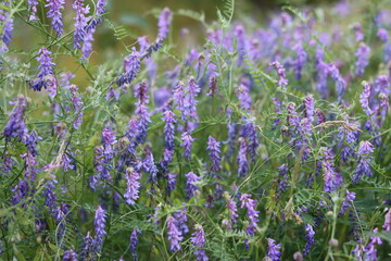 Tufted vetch or viccia craca in a meadow