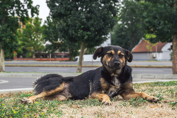 Stray dog resting on dry grass near the street, symbolizing survival, resilience, and vulnerability.