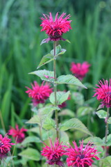 Fototapeta premium Pink monarda or bee balm flowers in a garden
