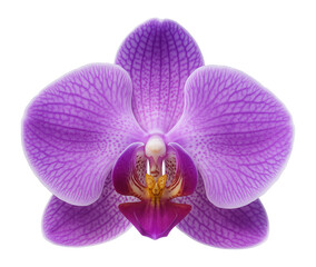 Purple orchid with intricate patterns