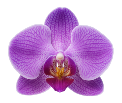 Purple orchid with intricate patterns