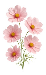 Pink cosmos with airy blooms