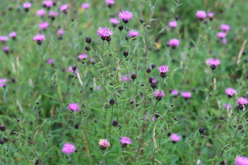 Masses of common knapweed or centaurea nigra flowers in a summer meadow