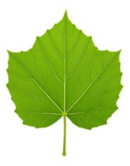 Obraz premium Close-up view of a vibrant green leaf, showcasing intricate venation patterns against a pure white background.