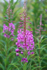 Close up of rosebay willowherb flower heads