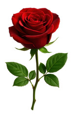 Fototapeta premium Red rose with elegant form