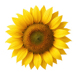 Fototapeta premium Yellow sunflower with lush form