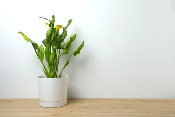 Green Zantedeschia (Calla Lily) planted in an elegant ceramic pot placed on the table. Natural light enhances its graceful appearance