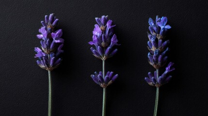 Obraz premium Lavender Trio on Black Textured Backdrop