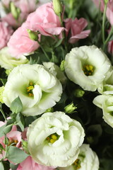 Beautiful eustoma (lisianthus) flowers in full bloom with green leaves