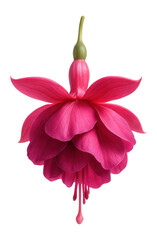 Pink fuchsia with graceful petals
