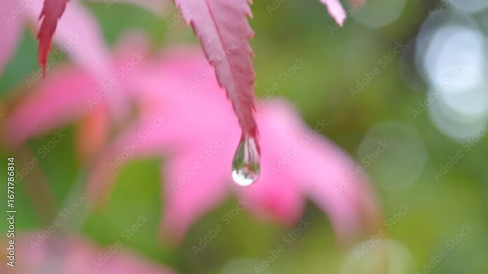 Poster close up of a water drop hanging from a red leaf in a natural setting with blurred green background 