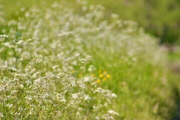 Fototapeta premium A lush mass of cow parsley fills the foreground with delicate white blooms, while the softly blurred background creates a dreamy, serene atmosphere, highlighting nature’s gentle beauty and calm.