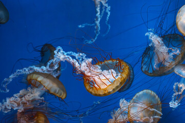Group of Chrysaora fuscescens or Pacific sea nettle jellyfish drifting gracefully in deep blue water of aquarium. Animal, aquatic organism, underwater life, biodiversity