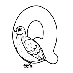 Quail nestled inside letter q outline in black and white