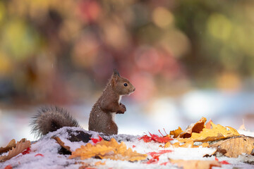 晩秋のエゾリス © mihiro_wildlife