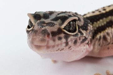 Close-up of a leopard gecko's face, highlighting its intricate spotted skin, distinct eye patterns, and gentle expression