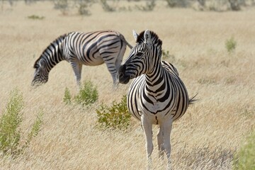 Steppenzebras im Etosha Nationalpark in Namibia