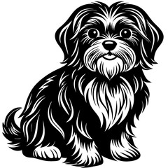 silhouette of Shih tzu sit down on white background