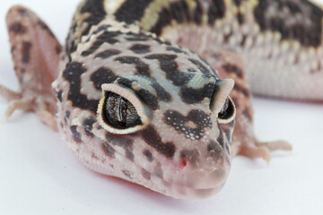 Close-up of a leopard gecko's face, highlighting its intricate spotted skin, distinct eye patterns, and gentle expression