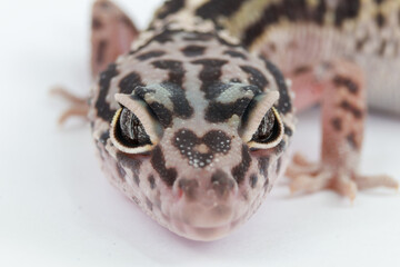 Close-up of a leopard gecko's face, highlighting its intricate spotted skin, distinct eye patterns, and gentle expression
