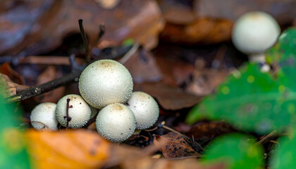 White puffball mushrooms growing on forest floor surrounded by fallen leaves