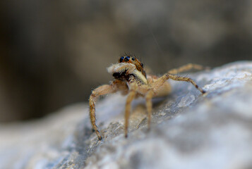 Macro Shot of Spider Cyprus