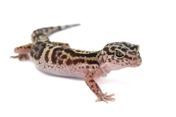 A captivating profile view of a leopard gecko on a white background, showcasing its distinct spotted and striped patterns and watchful eye.