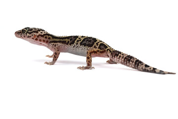 A captivating profile view of a leopard gecko on a white background, showcasing its distinct spotted and striped patterns and watchful eye.