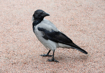 A young hooded crow on the path of a city park.