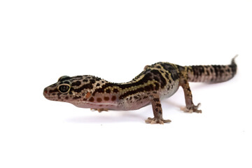 A captivating profile view of a leopard gecko on a white background, showcasing its distinct spotted and striped patterns and watchful eye.