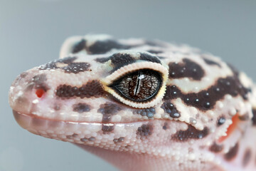 Close-up of a leopard gecko's face, highlighting its intricate spotted skin, distinct eye patterns, and gentle expression