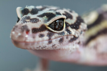 Close-up of a leopard gecko's face, highlighting its intricate spotted skin, distinct eye patterns, and gentle expression