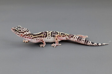 ​A leopard gecko is captured in a full-body profile shot, highlighting its unique spotted and striped patterns against a soft gray background.