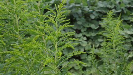 セイタカアワダチソウの若葉