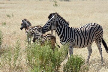 Steppenzebras im Etosha Nationalpark in Namibia