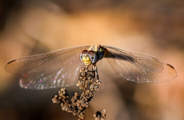 Dragonfly perched on branch at Cyprus sunset
