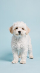 Obraz premium A small Maltipoo puppy stands on a soft pastel blue background, facing the camera in a simple, clean scene