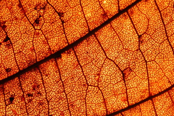 Obraz premium Orange leaf texture, extreme close up, flat material, dried leaf 