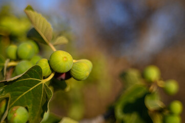 Fig Ripening on Branch in Cyprus