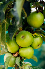 Green apples on a tree in the garden hanging from a tree branch. An orchard.