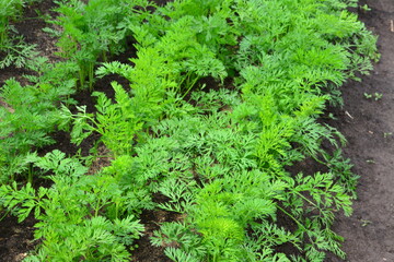 Fototapeta premium Fresh Green Carrot Tops Growing in Garden Soil organic farm