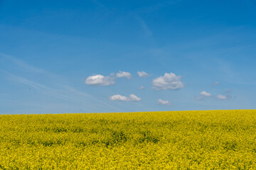 blue sky, a few clouds and a flowering field