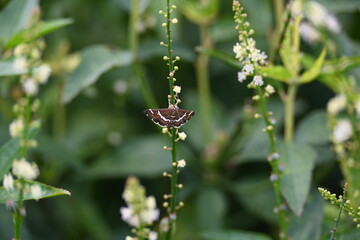 Spoladea recurvalis. Its common names &nbsp;beet webworm moth&nbsp;and &nbsp;Hawaiian beet webworm moth. This is a species of&nbsp;moth&nbsp;of the family&nbsp;Crambidae. It is found worldwide, but mainly in the tropics.
